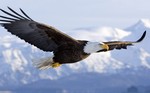 Flying Bald Eagle