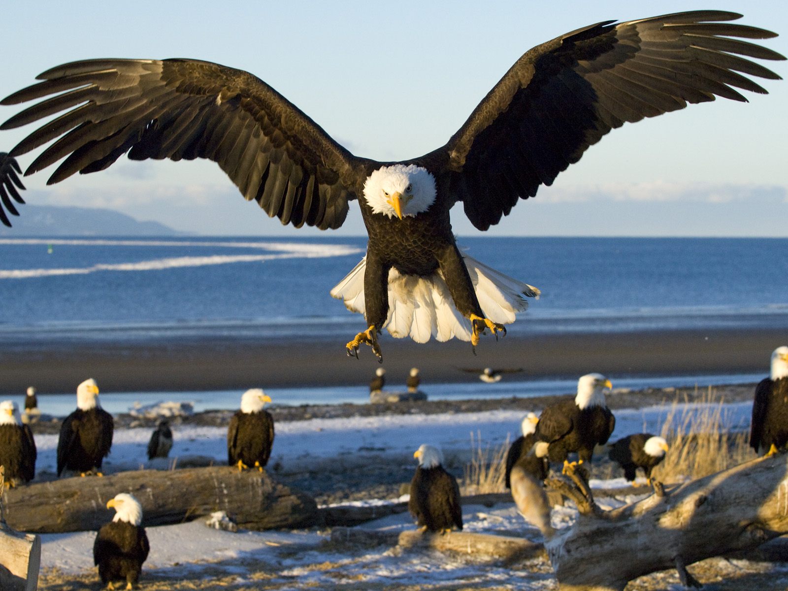 Nice Bald Eagle